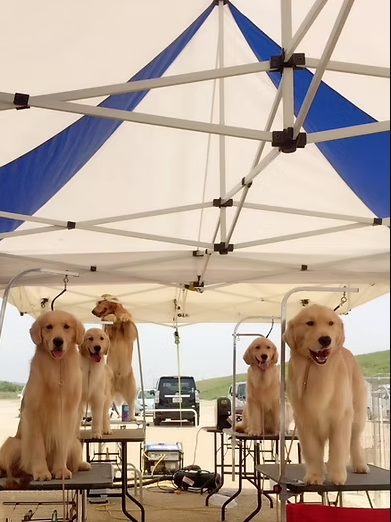 ブルーオーシャン・ドッグショーでのゴールデンレトリバー、仔犬